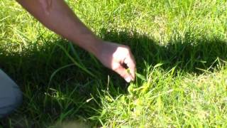 What is Crab Grass [upl. by Yelahs]