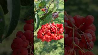 Sorbus Eberesche Esche [upl. by Brockie]