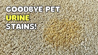 How to Remove SetIn Urine Stains From Carpet Dog or Cat [upl. by Ielarol]