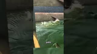 Esse pato caiu em um lago cheio de crocodilos fatosaleatorios curiosidadesaleatorias [upl. by Kinnard948]