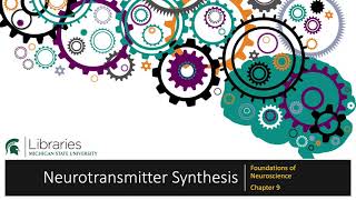 Chapter 9  Neurotransmitter Synthesis [upl. by Esten677]