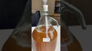 Traditional mead fermentation started homebrewing meadmaking howtomakemead [upl. by Allemaj]