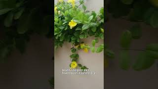 Allamanda Vine  Refreshing Garden  Golden Trumpet garden [upl. by Kentigera]