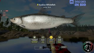 Ladoga Lake spot Trophy Vuoksa Whitefish  49  Russian Fishing 4  RF4 [upl. by Ailiec]