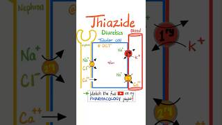 Thiazide Diuretics  Kidney Pharmacology…science pharmacology pharmacy biology physiology mbbs [upl. by Drisko]