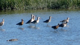 Goldcliff June 2018 [upl. by Miquela]