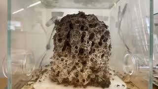 200 Day Timelapse  Leaf Cutter Ants  Fungus Garden Growth Acromyrmex Octospinosus [upl. by Annauj811]