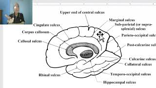 Anatomy of CNS Module in Arabic 2024  Sulci and gyri of medial surface of cerebral hemisphere [upl. by Giefer]