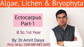 Ectocarpus Algae Hindi amp English BSc Botany ACF By DrAmrit Daiya [upl. by Kiri]