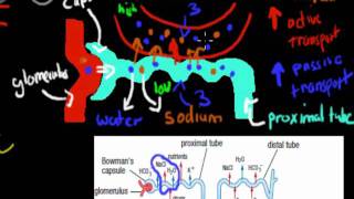 MB39 Aldosterone and ADH HSC biology [upl. by Belda]