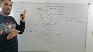 La digestion  3ème sciences expérimentales [upl. by Winikka]