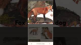 Fox or hound [upl. by Farnsworth]