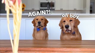 Dog Reviews Food With Son  Tucker Taste Test 23 [upl. by Gnaw]