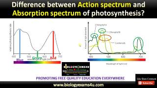 Difference between Action Spectrum and Absorption Spectrum of Photosynthesis  BiologyExams4u [upl. by Mayyahk]