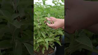 How To Identify Plants  Red Twig Dogwood  Key Features gardening plantingtips shorts [upl. by Harrak104]