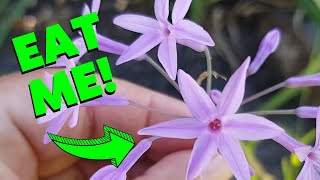 How to grow SOCIETY GARLIC  Edible flowers [upl. by Elka]