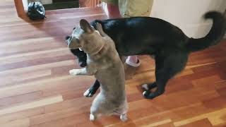 Dog getting pummeled by French Bulldog dogfight frenchbulldog [upl. by Annaya]