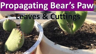 How to propagate Bears Paw succulent from Cuttings amp Leaves  Cotyledon tomentosa propagation [upl. by Dayiz]