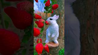 Cute Rabbit Eat Strawberry 🍓🍓🍓 shortsfeed viralshorts [upl. by Ytisahc]