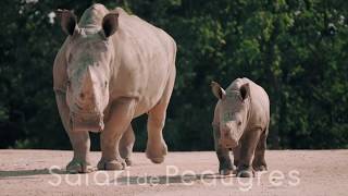 Safari de Peaugres immersions en voiture et à pied [upl. by Ennairak]