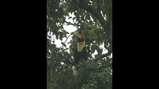 The great hornbill Buceros bicornis [upl. by Enyaj]