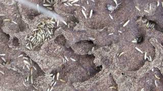 Termites nest  Τερμίτες  Cyprus [upl. by Yovonnda732]