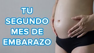 Tu segundo mes de embarazo  Así crece tu bebé así cambia tu cuerpo 🤰 [upl. by Lillie182]