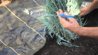 How to Apply Landscape Fabric Around Shrubs  How to Care for Shrubs [upl. by Chrotoem189]