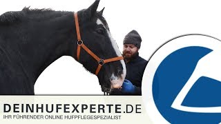 Horse video of Amazing recovery from hoof injury  farrier hoof care shoeing system for hoof cracks [upl. by Adnahcal]