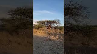 MAASAI WARRIORS LEARNING TO AIM duet samburu fypシ゚viral fypシ゚ fypシ゚ viralvideo [upl. by Sokul]