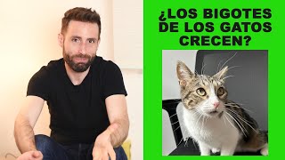 ¿Los bigotes de los gatos crecen [upl. by Akeim21]