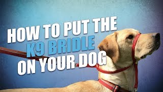 How To Put the K9 Bridle On Your Dog [upl. by Peddada]