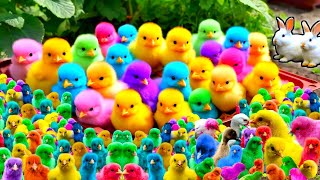 Cute Animals Rainbow Chicken Duck Rabbit Cow Fish Lion Elephant Turtle Dog Cat Tiger [upl. by Neelrac]