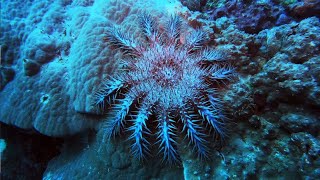 5 Surprising Facts About the CrownofThorns Starfish [upl. by Nerrag]