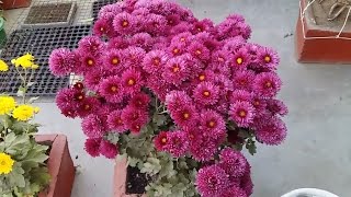 Chrysanthemum Plant Care  how to grow supper quality Chrysanthemum plant in a pot HomeGarden [upl. by Mundt]