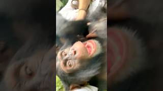 Love Tackles with Chimpanzee chimpanzee ape wildlife [upl. by Teresina]