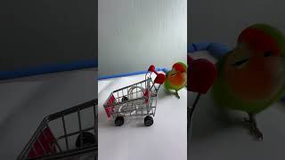 Bird Training  Smart lovebird Parrot  Smart Little Cute Parrot training smartparrot cute [upl. by Goodden]