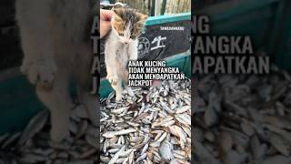 Anak Kucing Kecil TibaTiba Mendapat Jackpot [upl. by Ebarta]