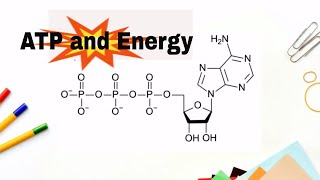 How do we get energy from ATP Adenosne Triphosphate [upl. by Tnarb]