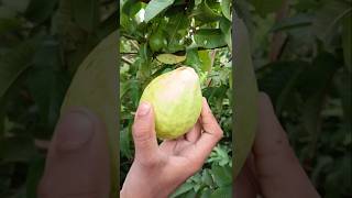 Guava Harvesting fruit viralvideo trending youtubeshorts farming short [upl. by Gaillard745]