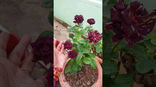 rose plant care and tips shortvideo gardening rose trendingviral youtubeshorts [upl. by Nylednarb]