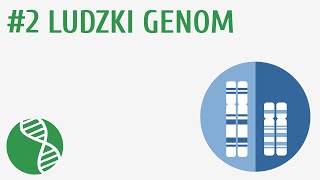 Ludzki genom 2  Genetyka [upl. by Devon]