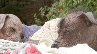 Peruvian Inca Hairless Dog Dreams of Hair [upl. by Einahets]