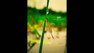 Damselflies হলো ওডোনাটা ক্রমে সাবঅর্ডার জাইগোপ্টেরার উড়ন্ত পোকা । nature naturephotography [upl. by Trebliw]