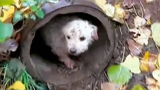 Stray dog lived in sewer for 4 months and changed when he got help [upl. by Mesics795]