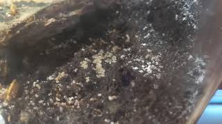 Moving my Solenopsis aurea into a dirt nest [upl. by Theurich]