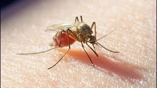 Protection Against Malaria in Three Doses  A Breakthrough that Could Save Millions of Lives [upl. by Oderfliw]