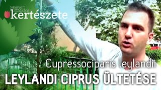 Cupressocyparis leylandii  Leylandi ciprus ültetése  Megyeri Kertészet [upl. by Oicelem]