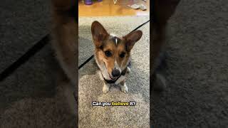 The diary of a 😤hangry corgi hilarious shorts funnydogs puppy shortsviral funny [upl. by Baumbaugh565]