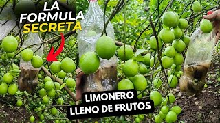 La Formula Secreta para tener lleno tu limonero de frutos [upl. by Nnylirej]